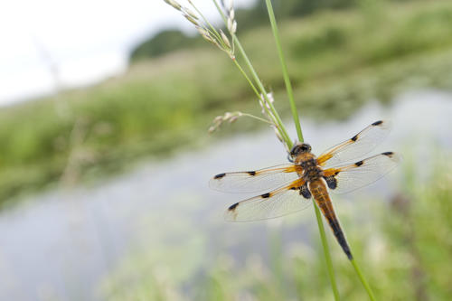 Dragonfly on the River Blyth
